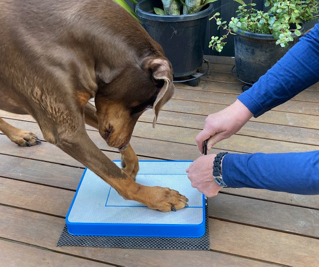 Dog Nail Clipping doesn't have to be stressful! There is an easy way to trim your dog's nails. With the Digger Dog Nail File, your dog will love filing its nails!