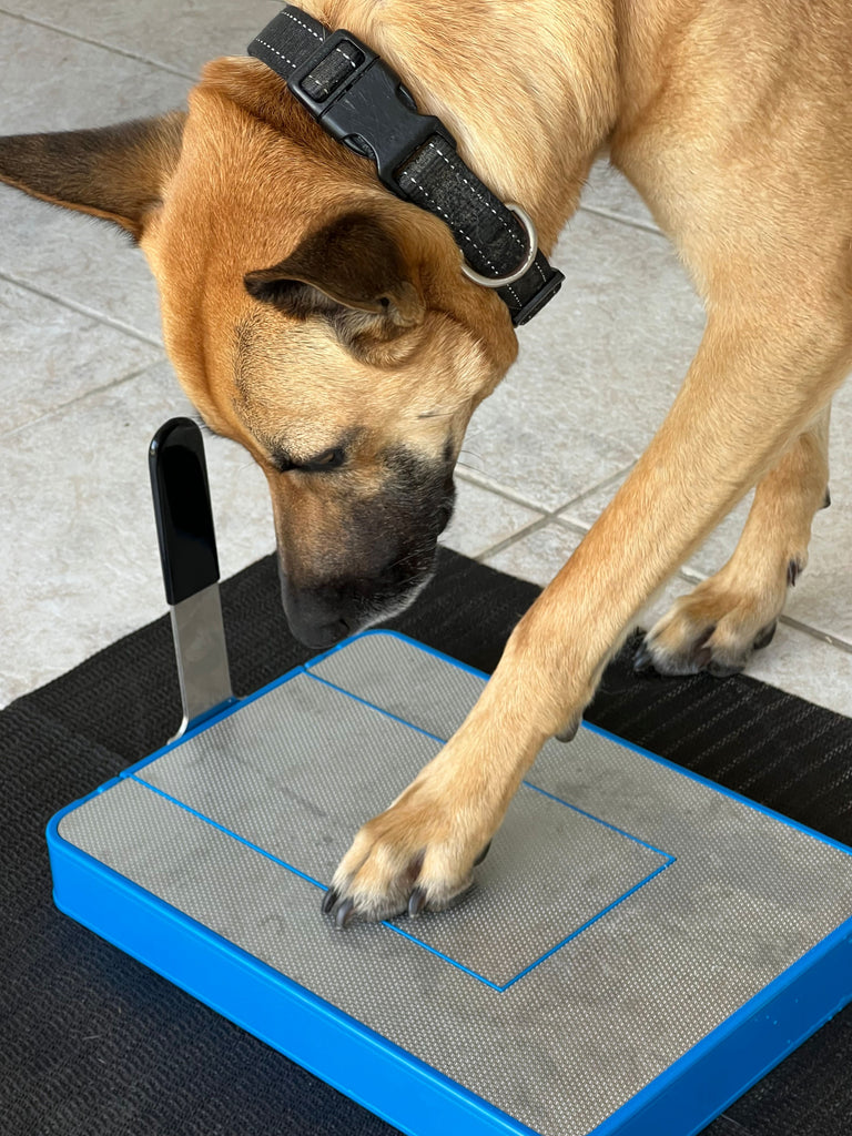Trim your dog's nails the stress-free way. Digger Dog Nail File is a unique Nail File Scratch Board for Dogs. Voted 'Best Splurge' by The Spruce Pets