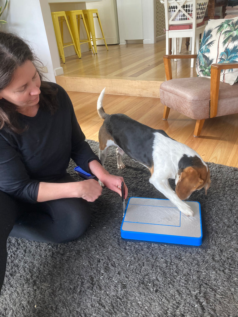 How to trim your dog's nails when you live in an apartment and the best dog breeds for apartment living.