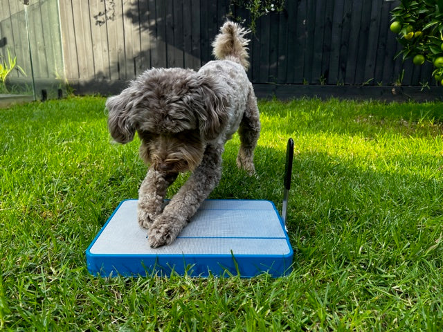 Does your dog hate dog nail clippers, dog nail grinders or regular dog nail files? This unique dog nail scratchboard could be the solution!